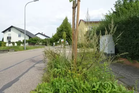 Wer sich an Wildwuchs wie diesem stört, wäre vielleicht der ideale Kandidat für eine Grünflächenpatenschaft. 