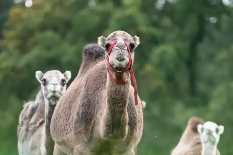 Auf der Weide