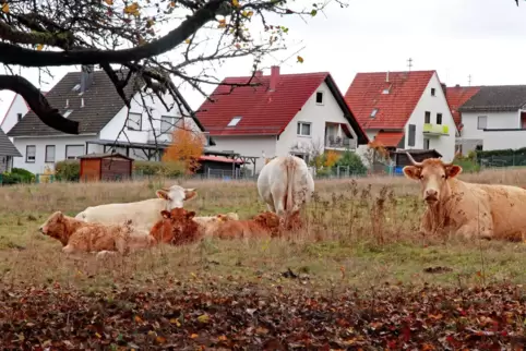 Seit Mitte Oktober beweiden 13 Rinder des Trulber Landwirts Thomas Fuchs eine Fläche im Krämereck. 