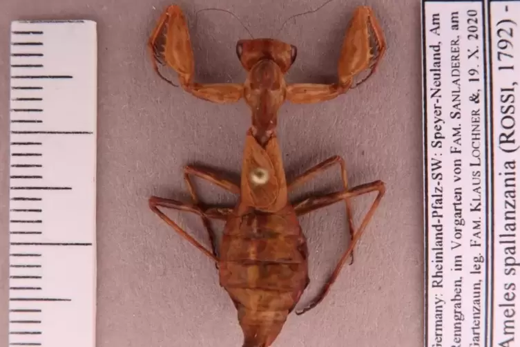 Mit allen Informationen versehen: die f&uuml;r das Pfalzmuseum f&uuml;r Naturkunde in Bad D&uuml;rkheim zu Lehrzwecken aufbereitete Kleine Fang
