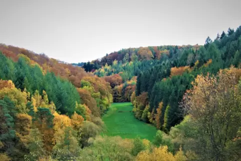  Der Oktoberregen hat die Natur – hier zwischen Battweiler, Reifenberg und der Pottschütthöhe – aus ihrer Trockenstarre erweckt.