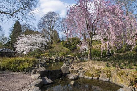 Die Kirschblüte – das Foto entstand im verfangenen März – ist einer der Höhepunkte im Japanischen Garten. 2020 konnten keine Bes