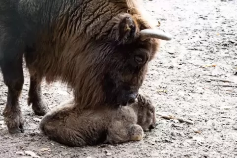 Liebevoll kümmert sich die Saarbrücker Wisent-Mama Ikon ihr süßes Tierbaby.