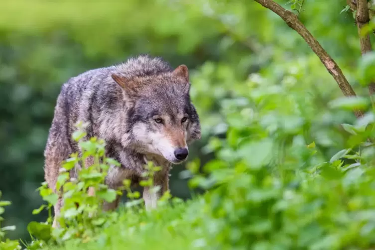 Ein durchziehender Wolf hat im vergangenen Sommer für Aufregung in der Eifel gesorgt. 