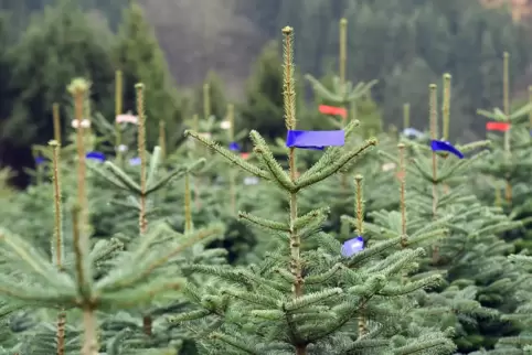 Trotz aller Unsicherheiten seien die Preise für Weihnachtsbäume relativ stabil.