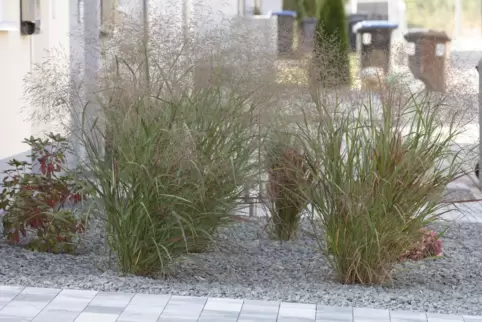 Solche Schottergärten – dieses Exemplar ist noch vergleichsweise grün – sollen in Kaiserslautern bald der Vergangenheit angehöre