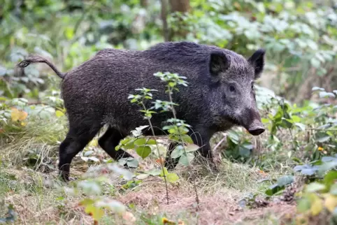 Vorsicht bei Jagdhunden im Umgang mit Schwarzwild.