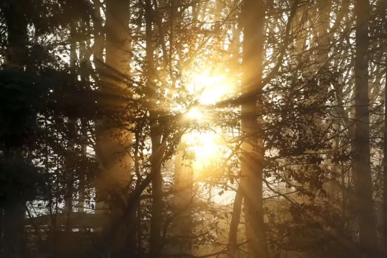Feine Lichtspiele bei Falkenstein, festgehalten von Julia Hoffmann.