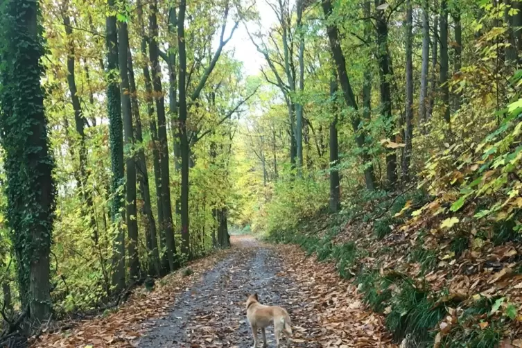 Herbstlich: R&ouml;merweg, Teil des Keschdewegs in Neustadt.