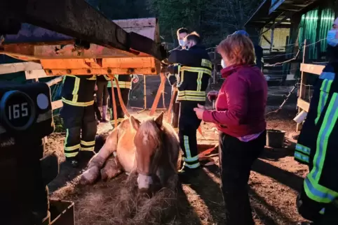 Die Helfer stellen Belle wieder sicher auf ihre vier Beine. Die Helfer stellen Belle wieder sicher auf ihre vier Beine.