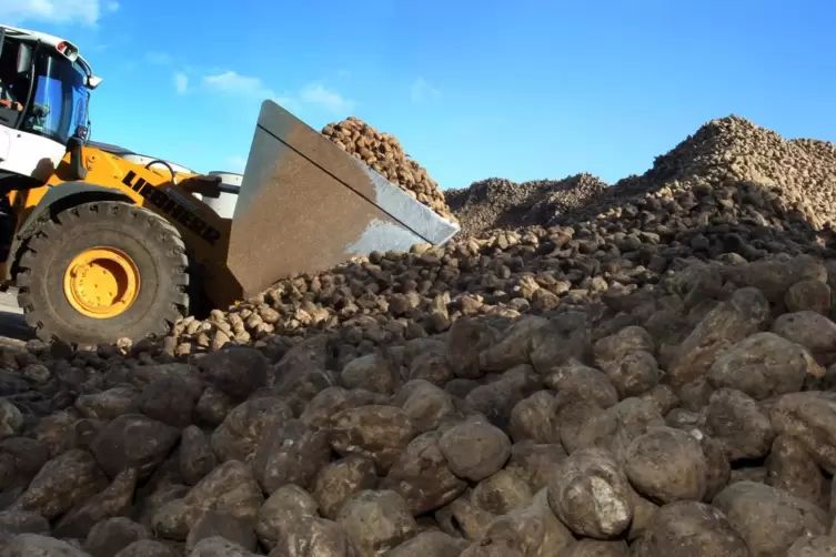  Ein Berg von Zuckerrüben: Die Erzeuger kommen nicht umhin, die Früchte ihrer Arbeit zur Verarbeitung zu transportieren. Dies ha