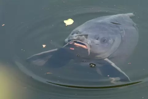 Im Nachtweideweiher schwimmen immer noch viele Karpfen, aber sie haben in diesem Jahr keinen großen Schaden angerichtet. 