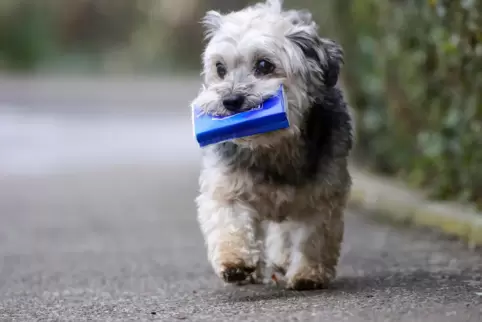Der Hund war ohne seine Besitzerin spazieren. 