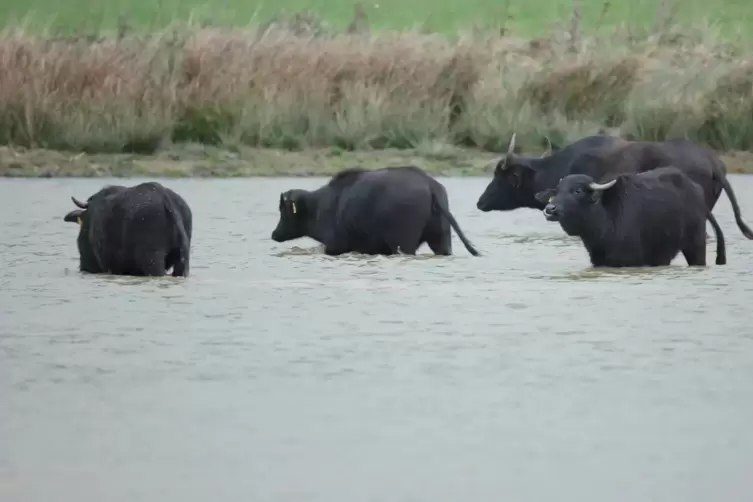 Sind einem Bad auch bei k&uuml;hleren Temperaturen nicht abgeneigt: die Wasserb&uuml;ffel am Kranichwoog bei H&uuml;tschenhausen. 