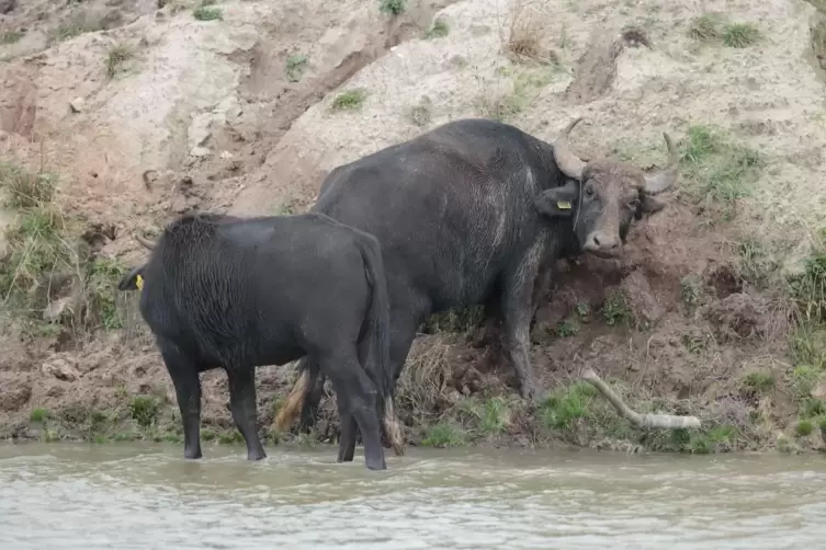 Fellschubbern am Hang am Kranichwoog: Ob eines der Tiere tr&auml;chtig ist, l&auml;sst sich noch nicht sicher erkennen. Falls das der Fall