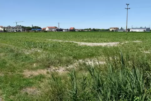 Heftig umstritten: Auf diesem Gelände in Lambsheim soll ein einziges Gewerbe angesiedelt werden. 