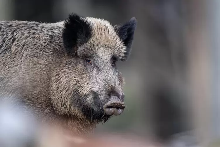 Ein Tipp für Begegnung mit Wildschweinen lautet: Ruhe bewahren und den Tieren immer eine Rückzugsmöglichkeit frei halten.