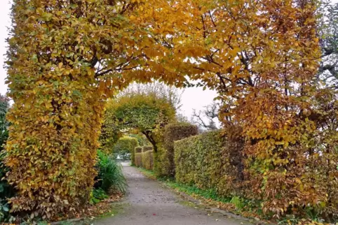 Im Wandelgang im Kurpark zeigt sich die Hainbuche als ideale Hecke.