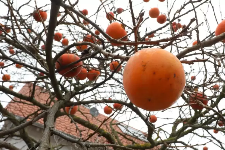 Der Kakibaum in Edesheim mit einer Frucht in Nahaufnahme. 