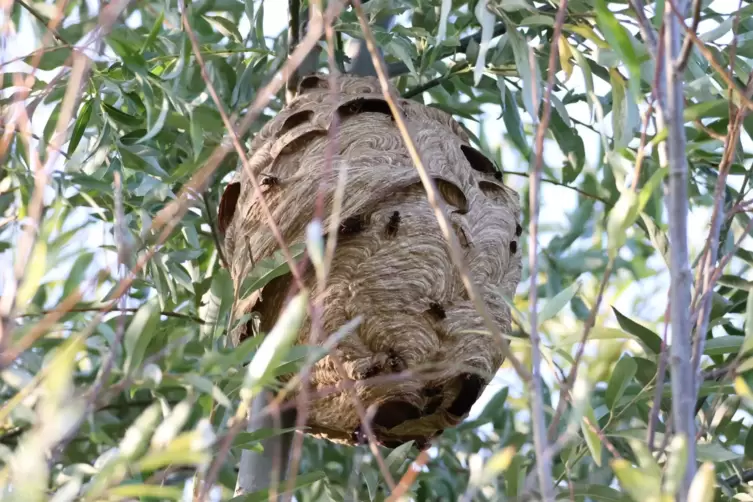 Ihre Nester bauen die Asiatischen Hornissen unter anderem hoch oben in B&auml;umen. In einem Nest leben oft gut 6000 Tiere. 