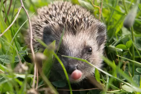 Jetzt aber mal hurtig, Herr Igel, höchste Zeit für den Winterschlaf! 