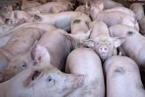 Die Opposition ist gegen einen Import von Schweinefleisch aus den USA, das Rückstände des Futtermittel-Zusatzstoffes Ractopamin 