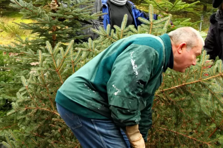 Das Angebot vom Forst, Weihnachtsbäume selbst zu schlagen, ist dieses Jahr gering. 
