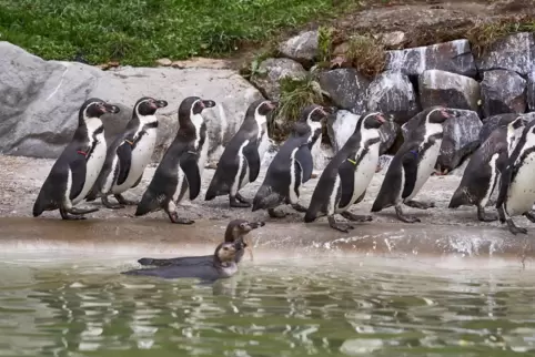 Pinguine erschrecken seit der Schließung der Zoos schneller. 