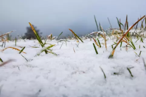 Vielleicht wachen die Pfälzer am Dienstag zu einer weißen Schneedecke auf.