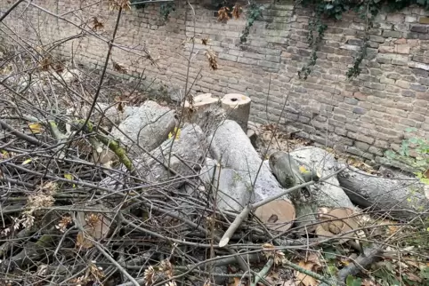 Schon gefällt: Ahorn im Adenauerpark. Schon gefällt: Ahorn im Adenauerpark.