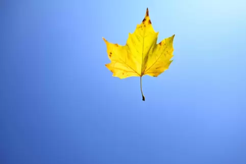 Viel Sonne und wenig Regen: Der Herbst in Rheinland-Pfalz ist in diesem Jahr im langfristigen Vergleich zu warm und zu trocken g