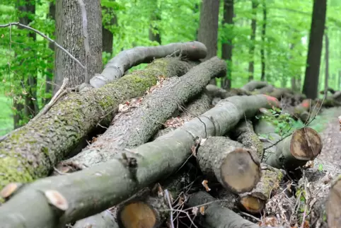 20100504_holz_029