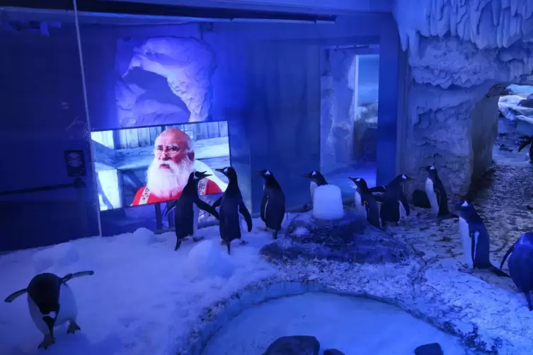 Entspannung pur: Das Aquarium ist überzeugt, dass Besucher für die Pinguine wichtig sind. 