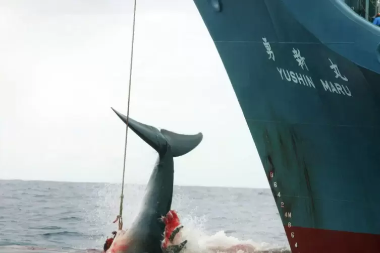 Ein harpunierter Wal wird an Bord eines japanischen Walfangschiffes im Atlantik gezogen. 