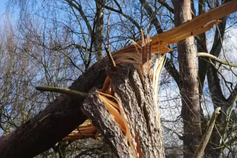 Sturm Sabine hat Anfang des Jahres einige Bäume zerstört. 