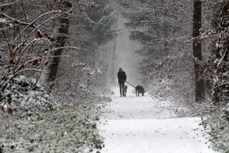 Dieser Spaziergänger macht alles richtig – er leint seine Hunde im Wald an, wenn sich eine Person nähert. 