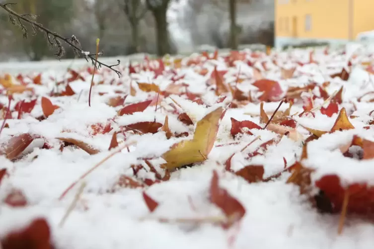 Kaum ist das Laub runtergefallen, schon liegt Schnee drauf.