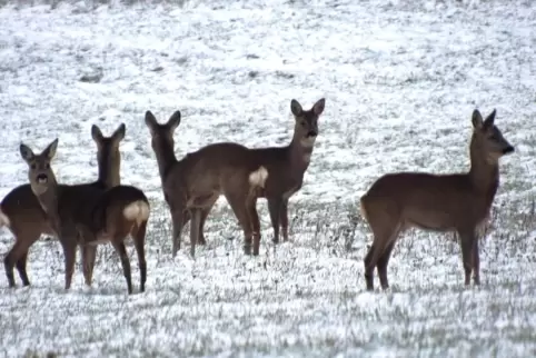 Vom Schnee überrascht: Rehe am Donnersberg. Die Winternacht aber hatte sich angekündigt.