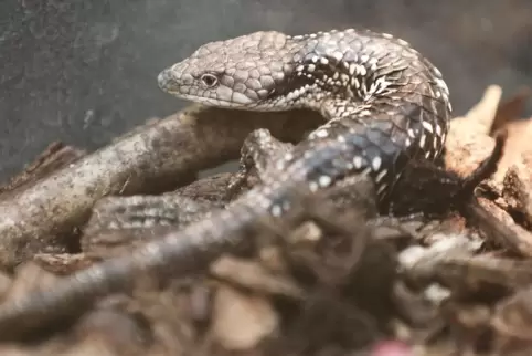 Eine Baumschleiche aus Mexiko, die vom Zoll beschlagnahmt wurde, sitzt in einem Terrarium. 
