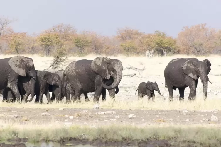 In Namibia leben Schätzungen zufolge rund 28.000 Elefanten in freier Wildbahn. Sie leiden unter der derzeitigen Dürre. 