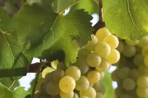 Edel: Chardonnay-Trauben. 