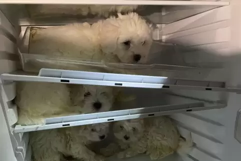 Malteser-Welpen in einem ausgeschalteten Kühlschrank. 