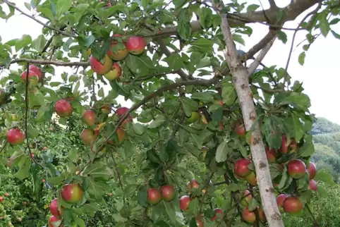 Der Landkreis schenkt 200 Einwohnern einen Apfelbaum. 