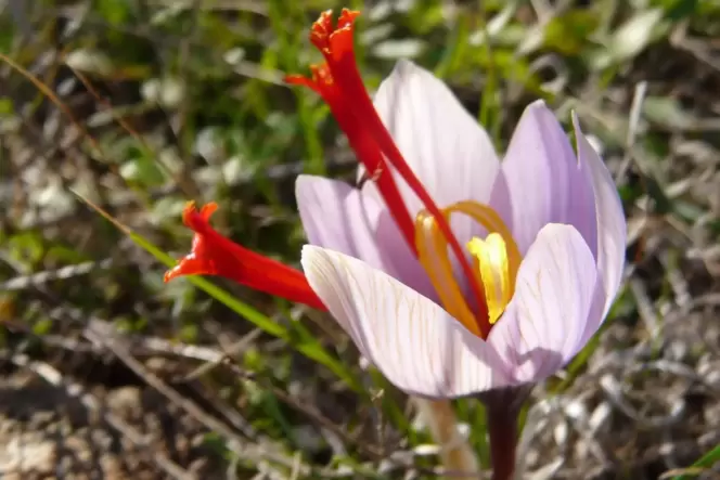 Deutlich erkennbar sind die Staubfäden, die den Safrankrokus so wertvoll machen.