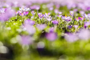 Krokusse verwandeln Rasen in blühende Flächen. 