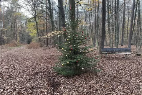 Wird immer im Wald zwischen Weilerbach und Mackenbach aufgebaut: ein stattlicher Weihnachtsbaum.