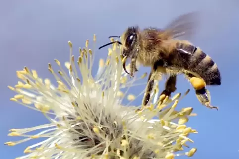 Wildbienen und andere heimische Tier- und Pflanzenarten sollen in Neustadt mehr Lebensraum bekommen. 