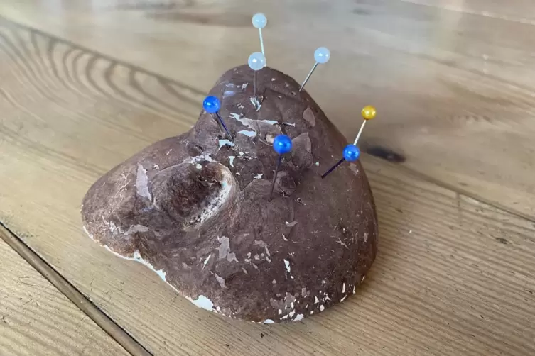 Der Porling als Nadelkissen. 