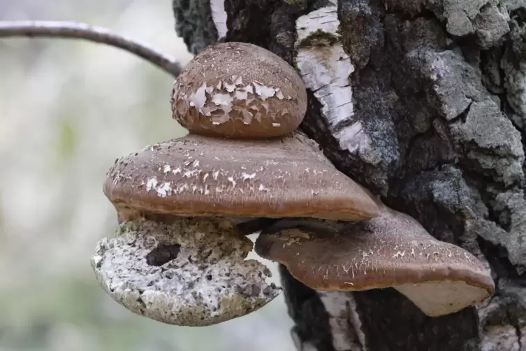 Der Birkenporling an seinem Wirtsbaum. Ein Zeichen, dass die Birke krank ist. 