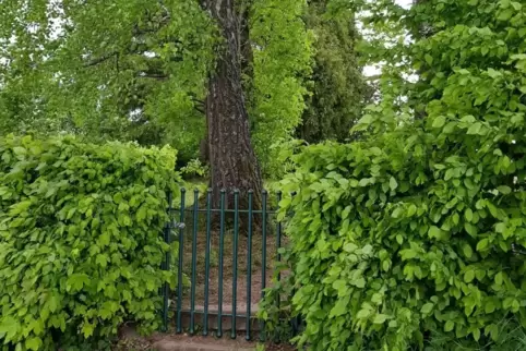Der Reifenberger Friedhof, hier das hintere Türchen.